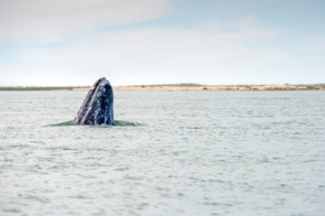 Gray whale in Mexico