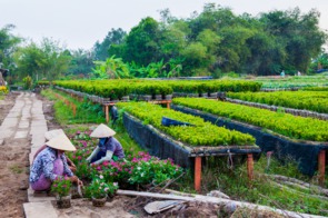 Gardeners in Sa Dec, Vietnam