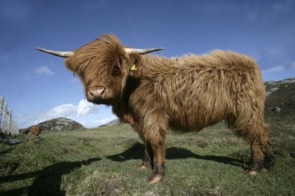 Highland cattle on the Isle of Coll, Scotland
