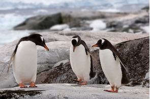 Gentoo penguins on Petermann Island, Antarctica