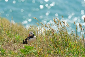 Atlantic puffin on Skomer Island, Wales