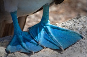 Blue footed booby in the Galapagos
