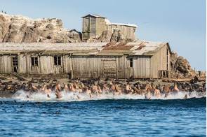 Seal colony on Tyuleniy Island, Russian Far East