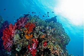 Coral reef near Ambon, Indonesia