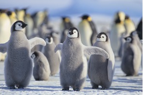 Emperor penguins in Antarctica