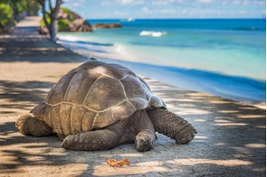 Giant tortoise in the Aldabra Atoll, Seychelles