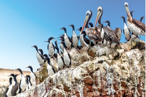 Pelicans and cormorants in the Ballestas Islands, Peru