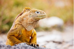 Land iguana in the Galapagos