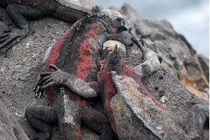 Marine iguanas in the Galapagos