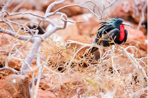 Male frigate bird on North Seymour Island, Galapagos