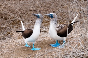 Blue-footed boobies on Isla de la Plata, Ecuador