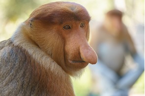 Proboscis monkeys near Sandakan, Malaysia