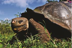 Giant tortoise in the Galapagos
