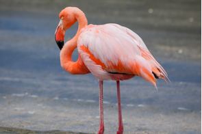 Flamingo on Floreana island, Galapagos