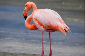 Flamingo on Floreana island, Galapagos