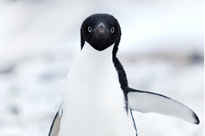Adelie penguin in Cape Adare, Ross Sea, Antarctica