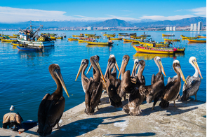 Pelicans in Coquimbo, Chile