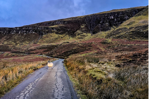 Sheep on the Isle of Raasay, Scotland