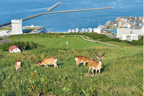 Ezo deer near Wakkanai, Japan