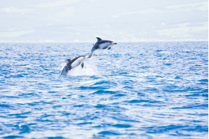 Pacific white-sided dolphins near Muroran, Japan