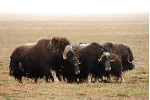 Musk oxen on Wrangel Island, Russia