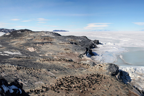 Adelie penguin rookery on Cape Royds, Antarctica