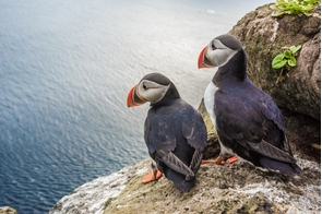 Puffins on Latrabjarg Cliffs, Iceland