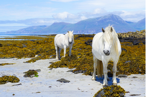 White horses on the Isle of Muck, Scotland