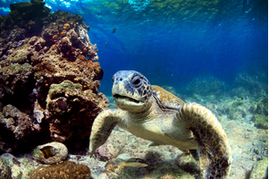 Sea turtle in the Galapagos