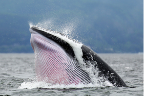 Minke whale off the coast of Tadoussac, Canada