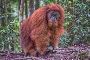 Male orang utan in Gunung Leuser National Park, Sumatra, Indonesia