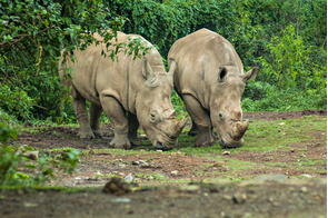 Javan rhinos in Ujung Kulon National Park, Indonesia