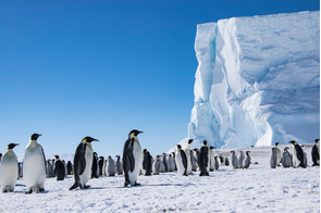 Emperor penguins on Coulman Island, Antarctica