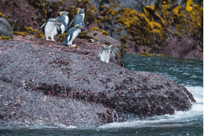 Northern rockhopper penguins on Gough Island