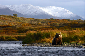Kodiak brown bear, Alaska