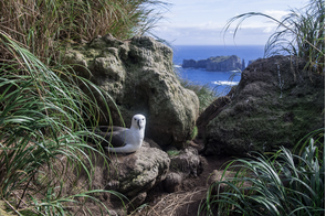 Atlantic yellow-nosed albatross on Nightingale Island, Tristan da Cunha