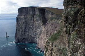 Guillemot colony on Bjornoya, Norway