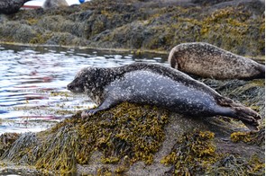 Seals in Glengarriff, Ireland