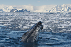 Humpback whale in Antarctica