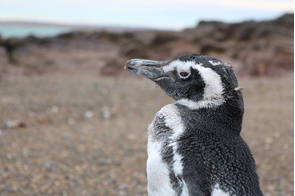 Penguin in Camarones, Argentina