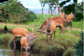 Red deer stags near Lochranza on the Isle of Arran, Scotland