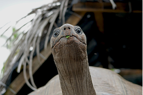 Aldabra giant tortoise on Alphonse Island, Seychelles