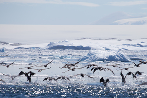 Blue-eyed shags at Port Charcot, Antarctica