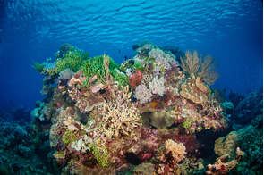 Reef off Birie Island, Indonesia