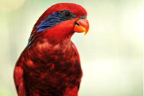 Blue-streaked lory on the Tanimbar Islands, Indonesia