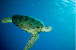 Green sea turtle, Derawan, Indonesia