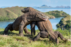 Komodo dragons fighting on Rinca Island, Indonesia