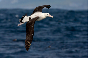 Tristan albatross, Gough Island