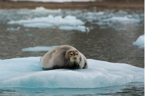 Beared seal on 14th July Glacier, Svalbard