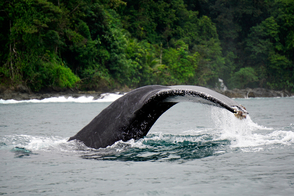 Humpback whale in Bahia Solano, Colombia